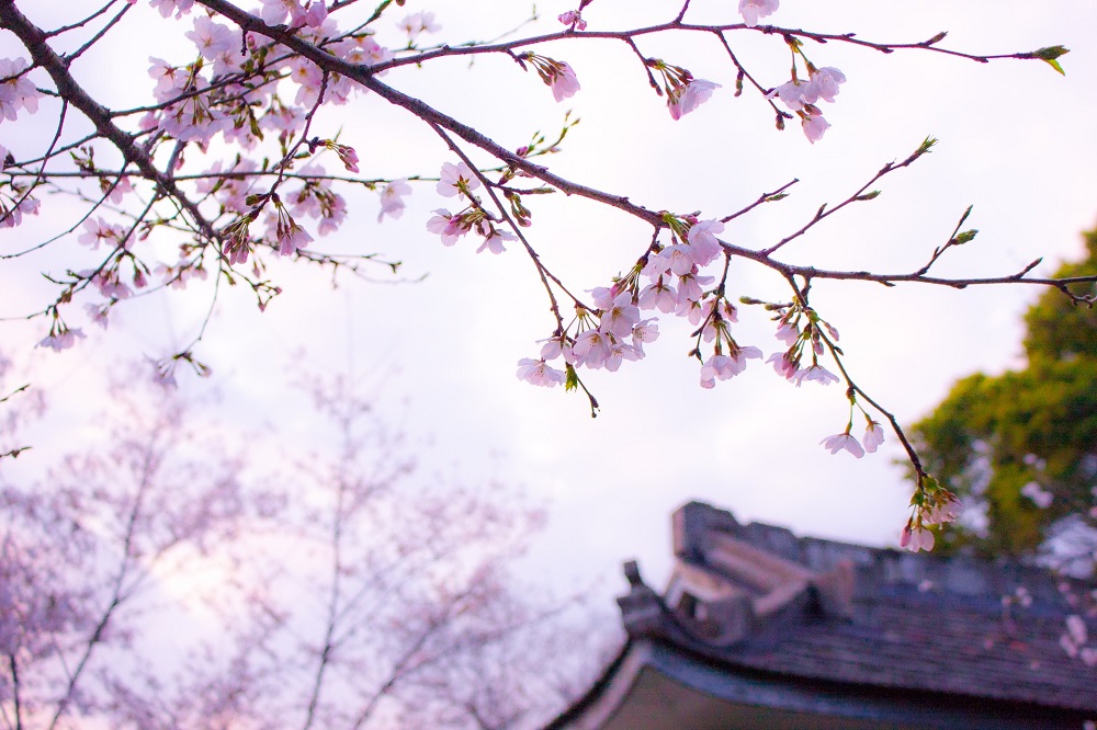 blooming cherry tree in front of a house, symbolizing the power to release the past