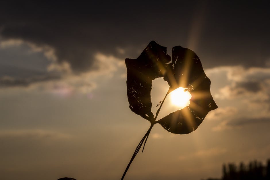 leaf with heart shaped whole in the middle, held against the evening sun, showing the beauty of vulnerability, vulnerability is a gift