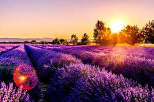 a field of lavender in the sunset, divine feminine energy