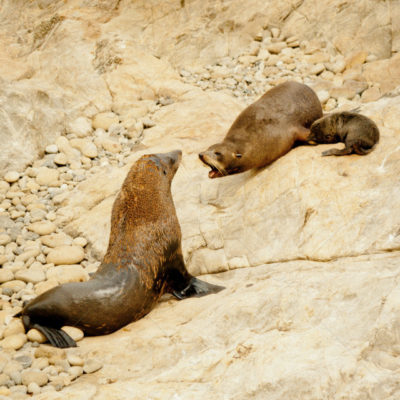 two sea lions fighting with each other, passive aggressive behavior